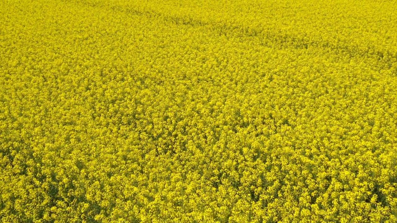 油菜田开花从无人机pov。春季大型油菜籽种植区航拍照片。视频素材