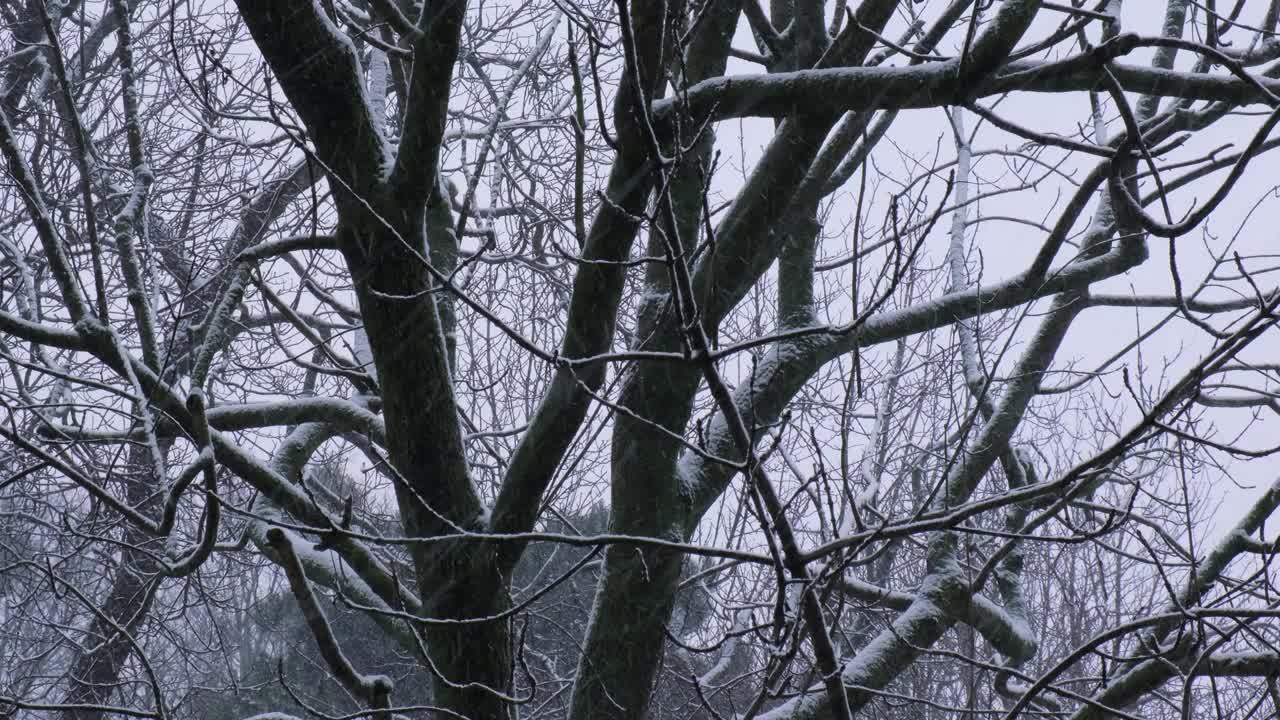 在寒冷的夜晚，冬季城市的大雪中，树木之间的极端降雪。树上覆盖着刚落下的雪。有选择性的重点。模糊的冬季背景天气视频素材