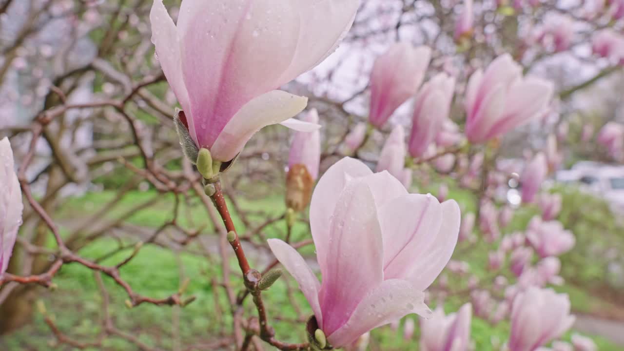 木兰树开花季节视频素材
