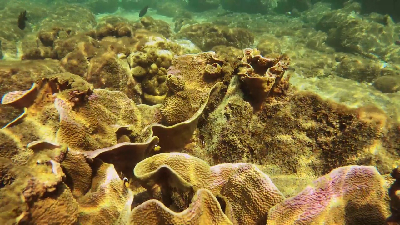 4k仍然观看自然水族馆的Montipora Capricornis盘花瓶珊瑚和好奇的Allard的小丑鱼白尾dascyllus硫少女黑檀格里高利追逐在浅海视频素材