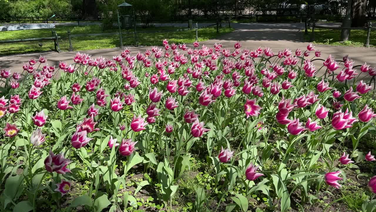 公园里的花视频素材