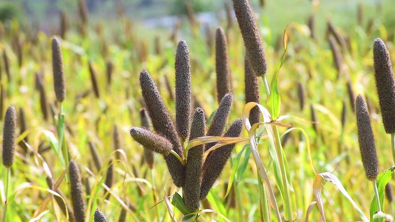 田里的珍珠粟视频素材