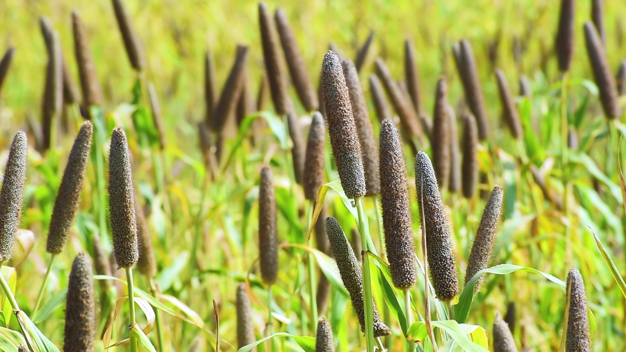 田里的珍珠粟视频素材