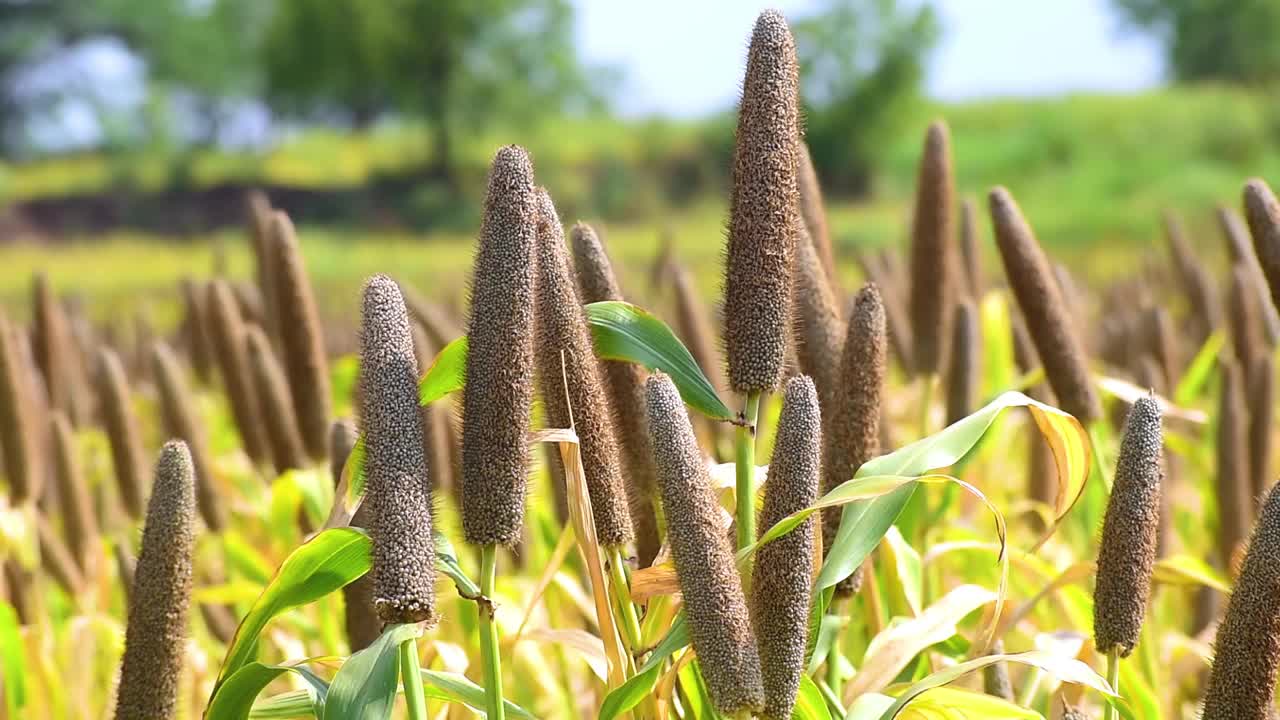 田里的珍珠粟视频素材