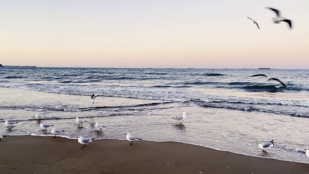 海鸥飞越波罗的海深蓝色的云和海或海洋水面与泡沫波浪暴风雨前，戏剧性的海景背景日落。抽象图案纹理。视频素材