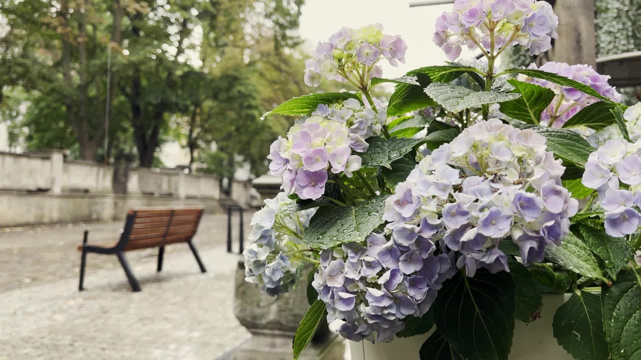 城市街道上盛开着美丽的绣球花。雨天木凳陶罐与灌木盛开的蓝紫色绣球在春天视频素材