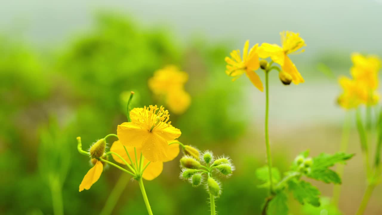 淡黄的白屈菜在风中摇曳视频下载