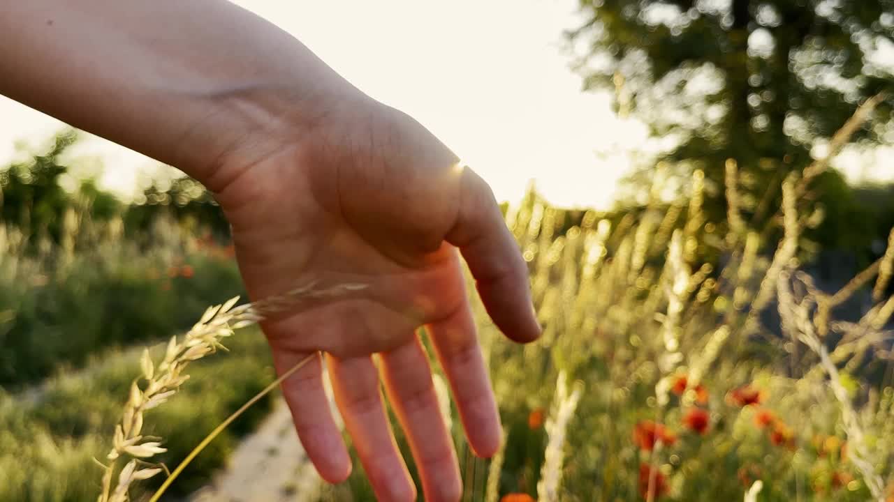 女人的手抚摸着新鲜的绿草镜头稻穗在黄昏的光线下，狂风与绿草嬉戏。天然草地上的草被风慢慢地吹动。美丽的绿色摇曳的草地是放松的浪漫。金色的夏日阳光照耀着小腿视频素材