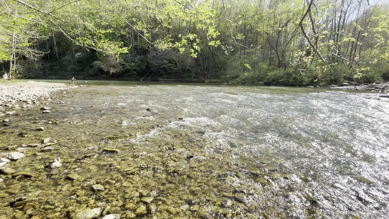 在一个阳光明媚的日子里，平静的岩石河在绿色森林的中央视频素材