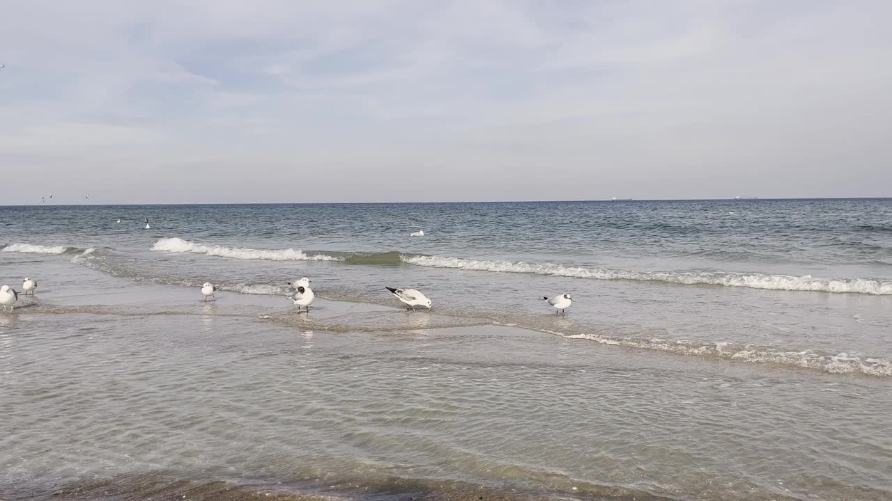 海鸥飞越波罗的海深蓝色的云和海或海洋水面与泡沫波浪暴风雨前，戏剧性的海景背景日落。抽象图案纹理。视频素材