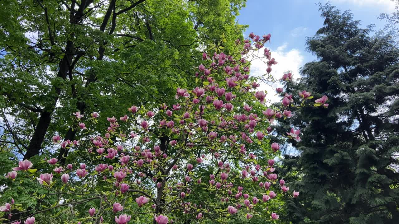 白玉兰在春天的公园里开着紫色粉红色的花视频素材