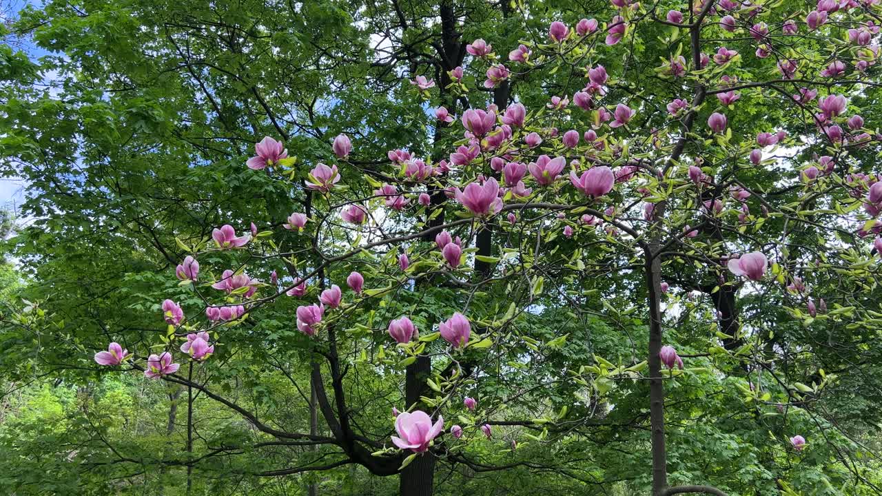 白玉兰，百合，粉红色的花树在春天的公园里。视频素材