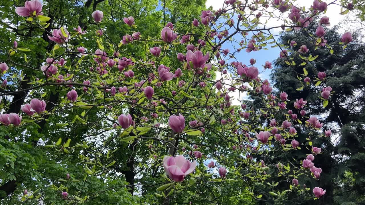 木兰，百合，粉红色的花树在春天的花园里。视频素材