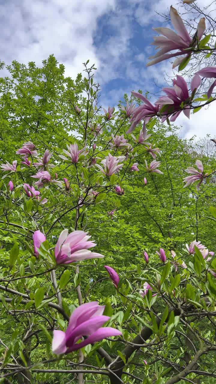 春园里的木兰粉花。视频素材