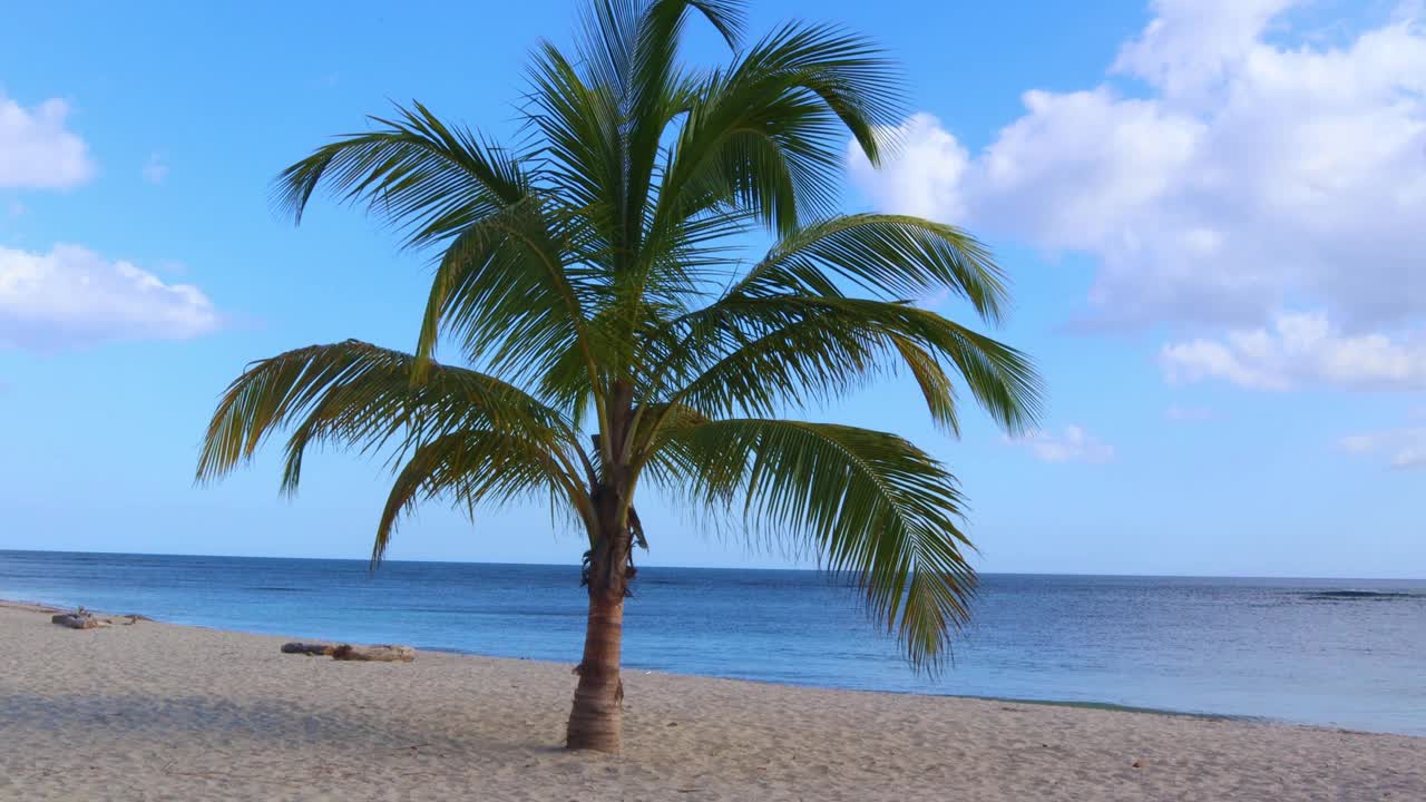 一棵棕榈树生长在海边的沙滩上，风摇动着树枝。视频素材