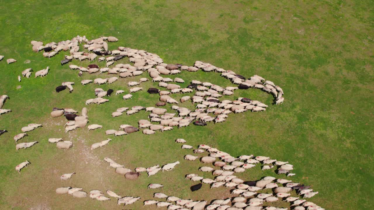 羊群在地里吃草。鸟瞰图。视频素材