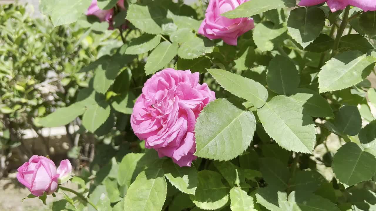 粉红色的花和飞翔的蜜蜂视频素材