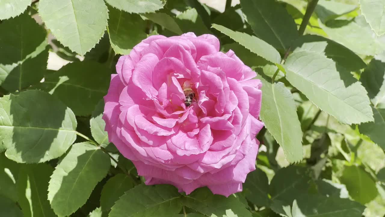 粉红色的花和飞翔的蜜蜂视频下载