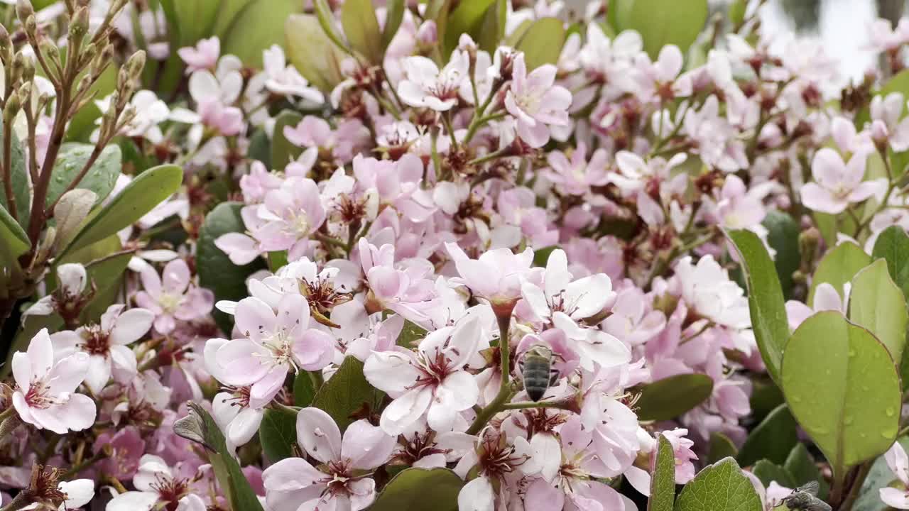 粉红色的花和飞翔视频下载