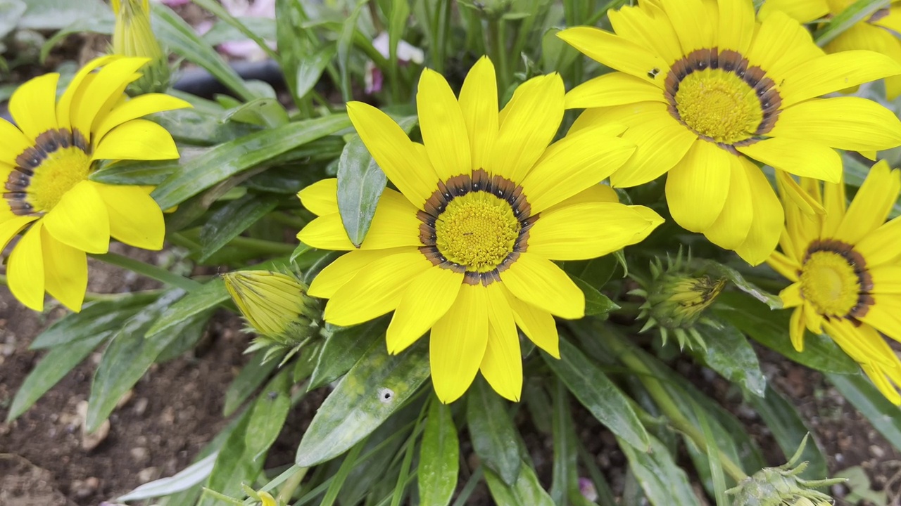 黄色花园花视频素材