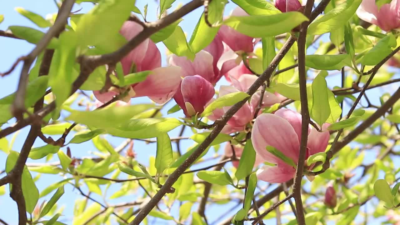 粉红色的木兰花在模糊的背景上的特写视频素材