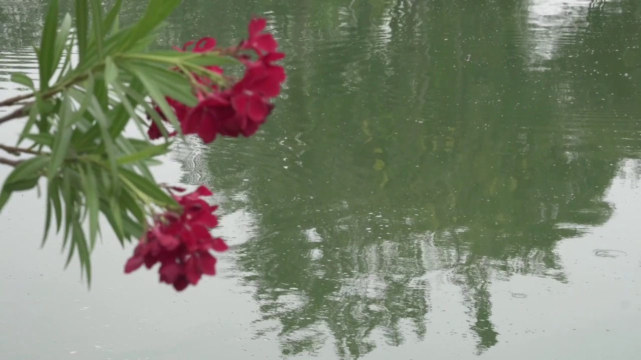 公园里的红花和池塘湖视频素材