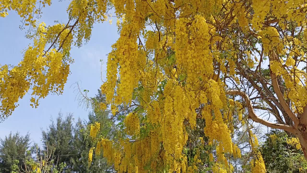 金色的花在公园里盛开。花园里的印度金盆草或决明子树视频素材