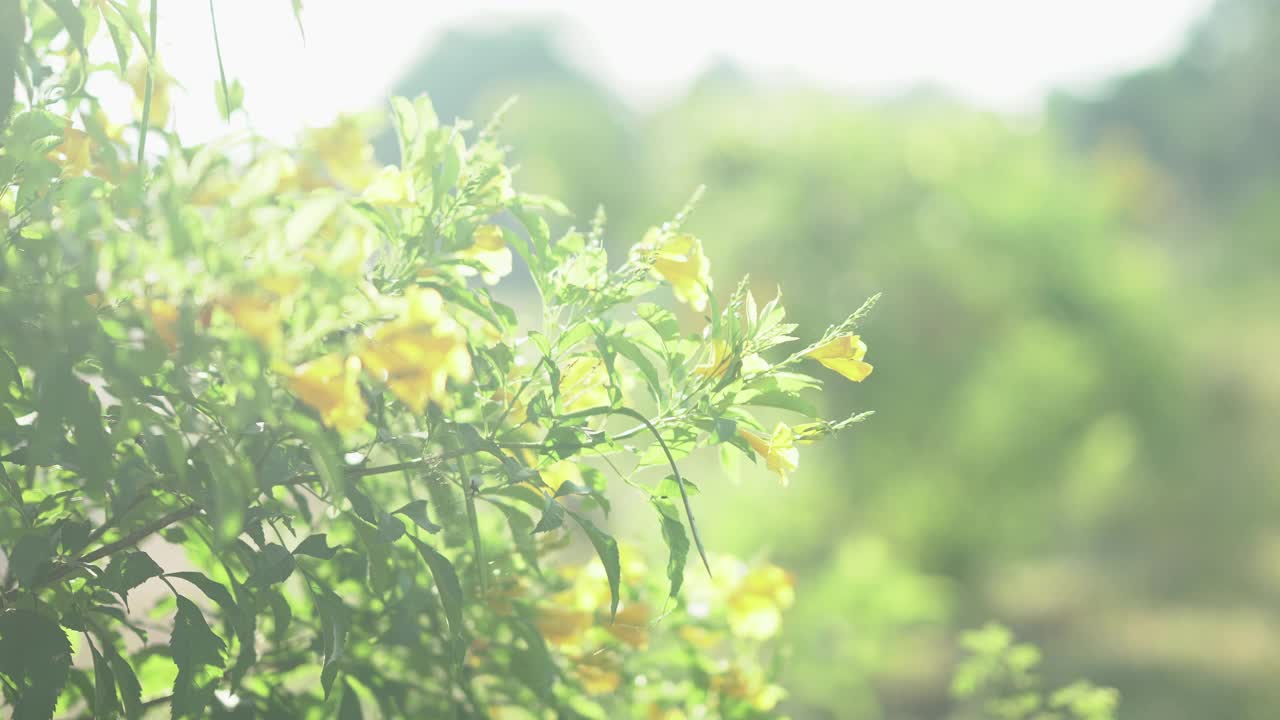 夏天的树叶散景模糊，阳光透过树叶窥视视频素材