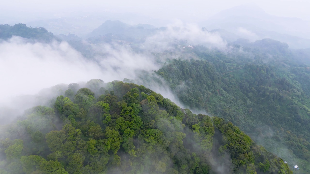 清晨的薄雾和云雾笼罩着高山中的雨林视频素材