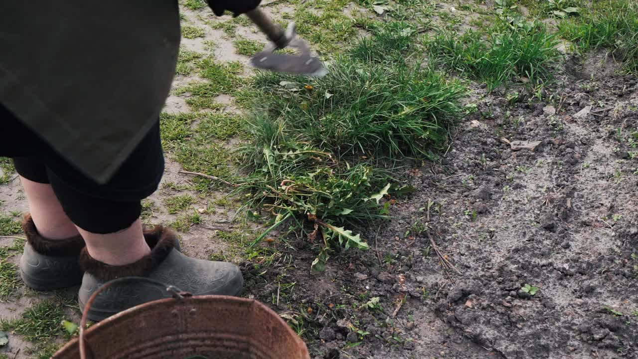 在花园里除草视频素材