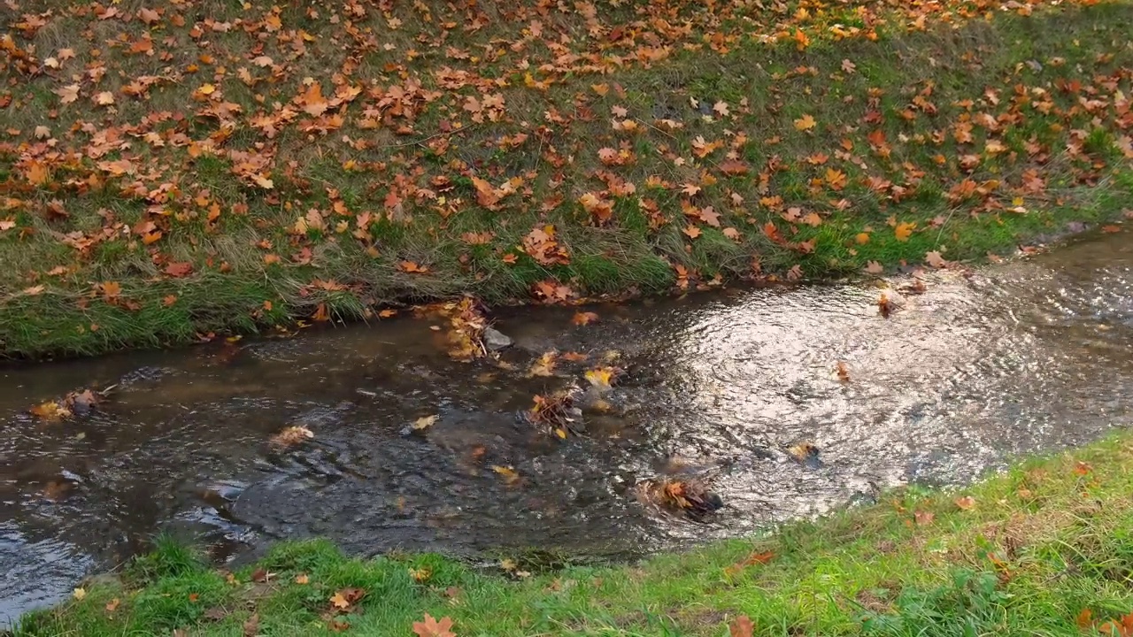 秋叶漂浮在水面上。秋叶落在湖面上。大自然的风景落橙叶在水面上航行视频素材