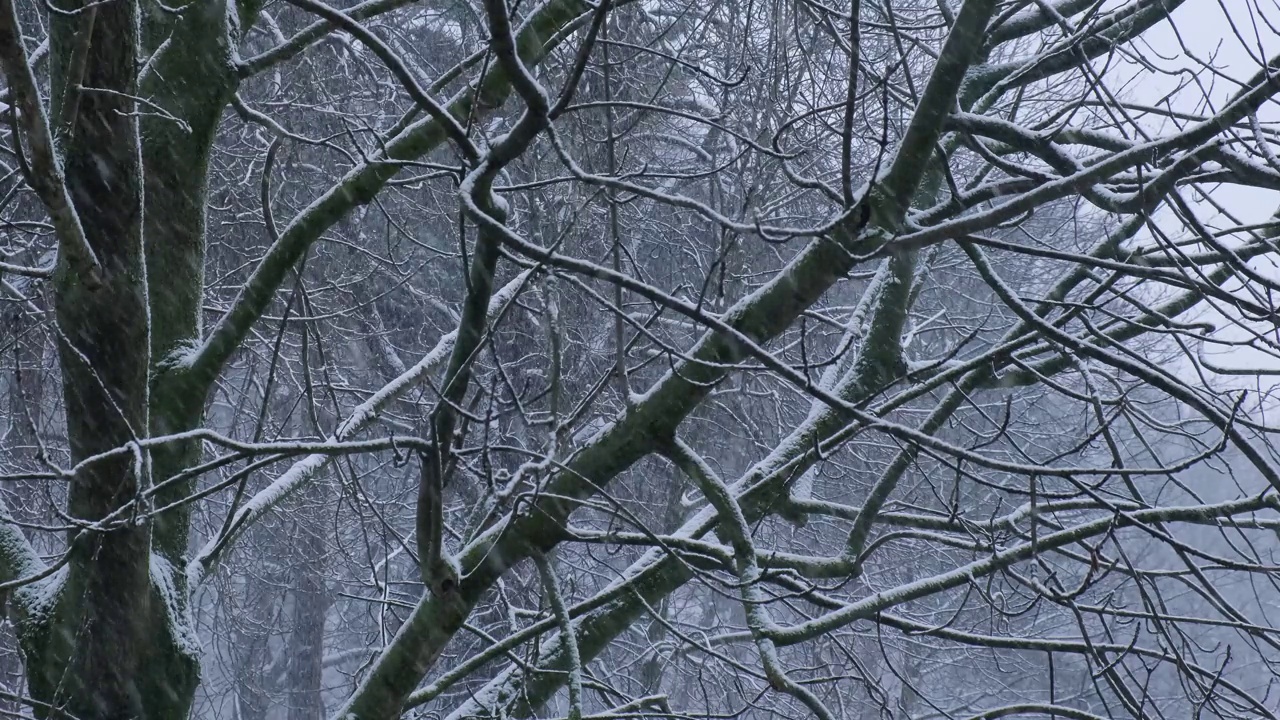 在寒冷的夜晚，冬季城市的大雪中，树木之间的极端降雪。树上覆盖着刚落下的雪。有选择性的重点。模糊的冬季背景天气视频素材