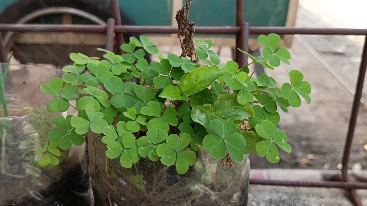 匍匐的酢汁草植物，室内植物暴露在微风中视频素材