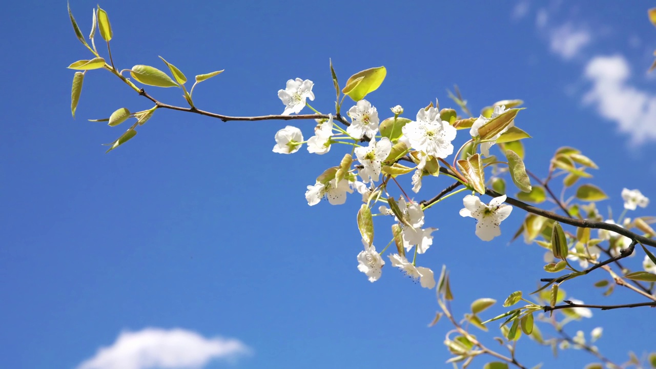 蜜蜂为梨树的白色花朵授粉，以蓝天为背景，近距离，微距拍摄采集蜜蜂视频素材