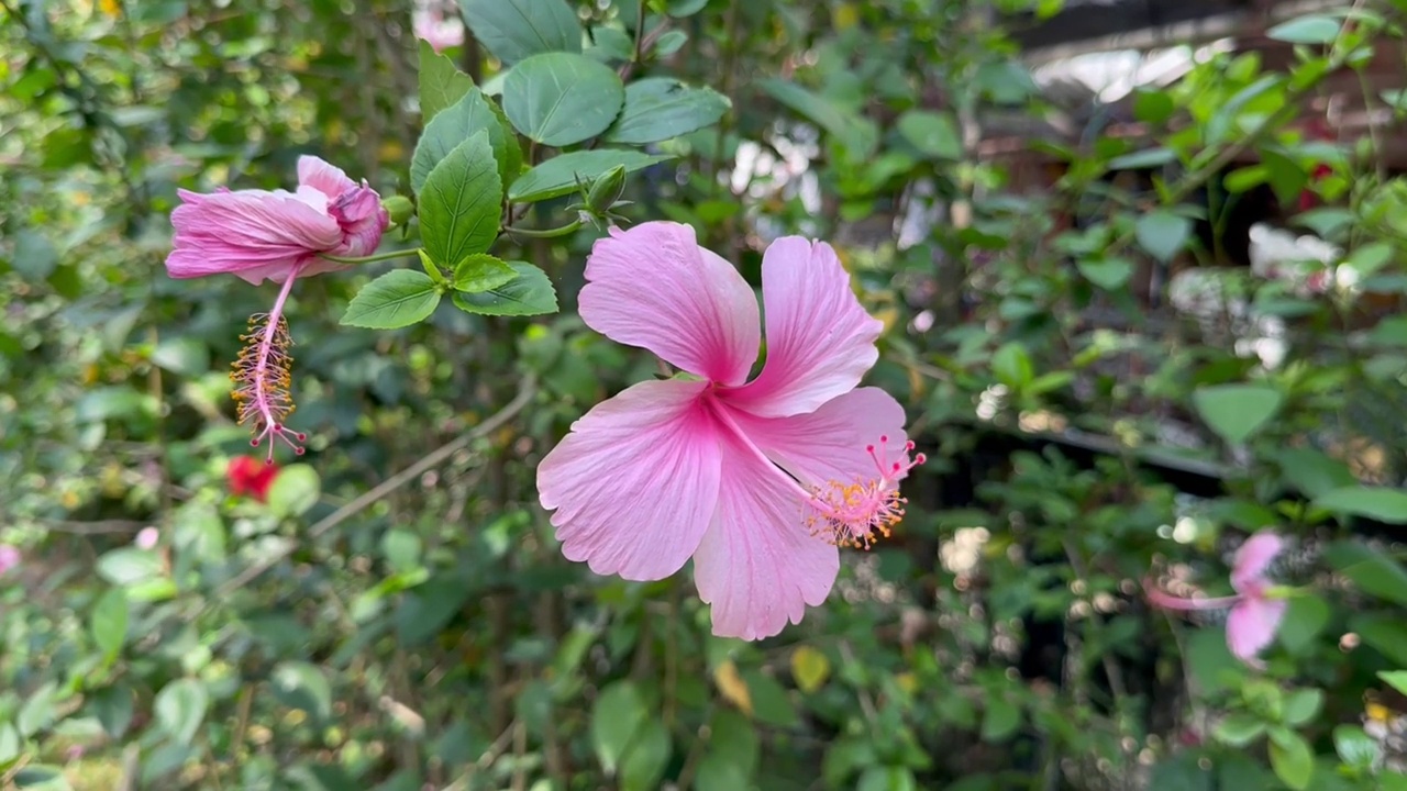 芙蓉花视频素材