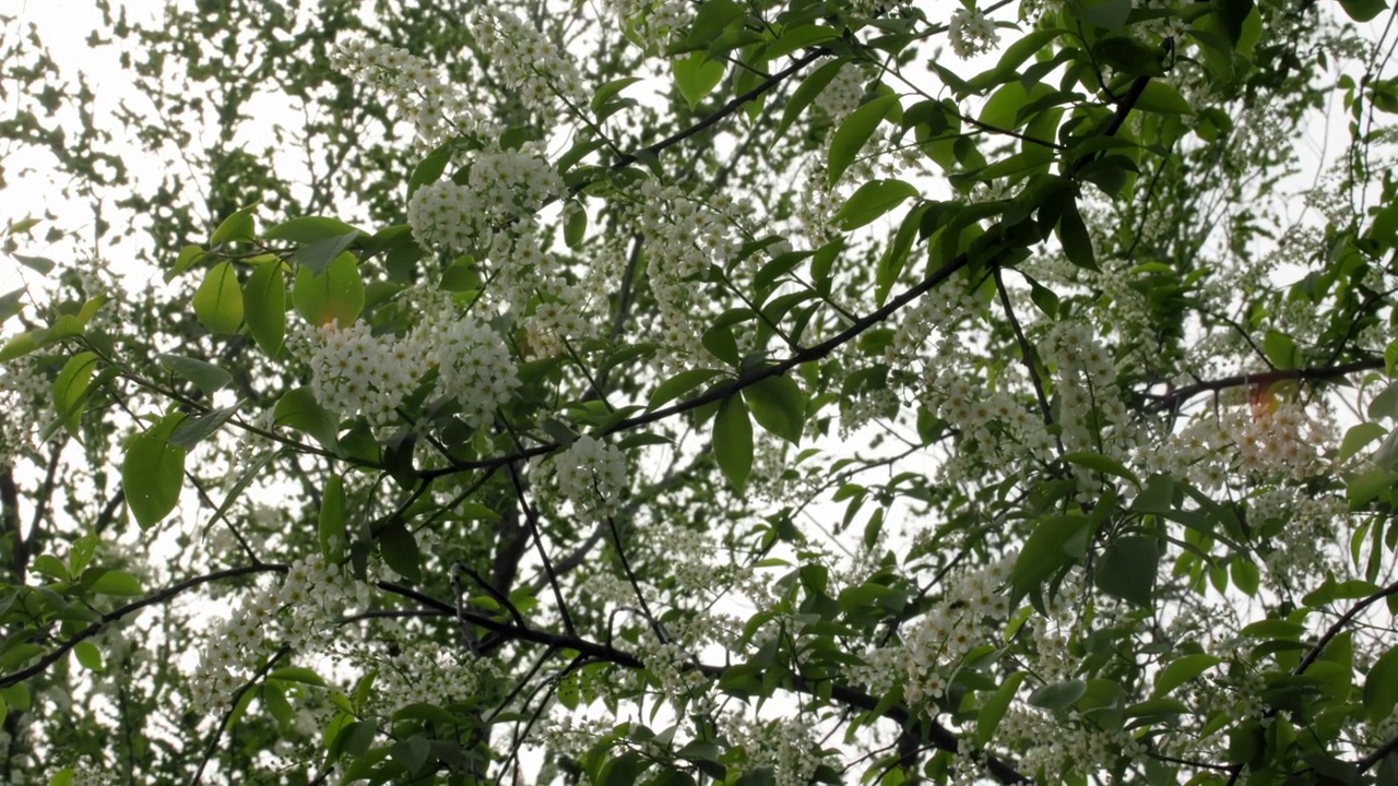 花鸟樱桃树(Prunus padus)视频素材