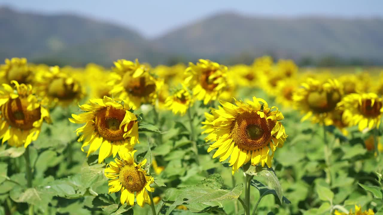 向日葵在夏天摇曳视频素材