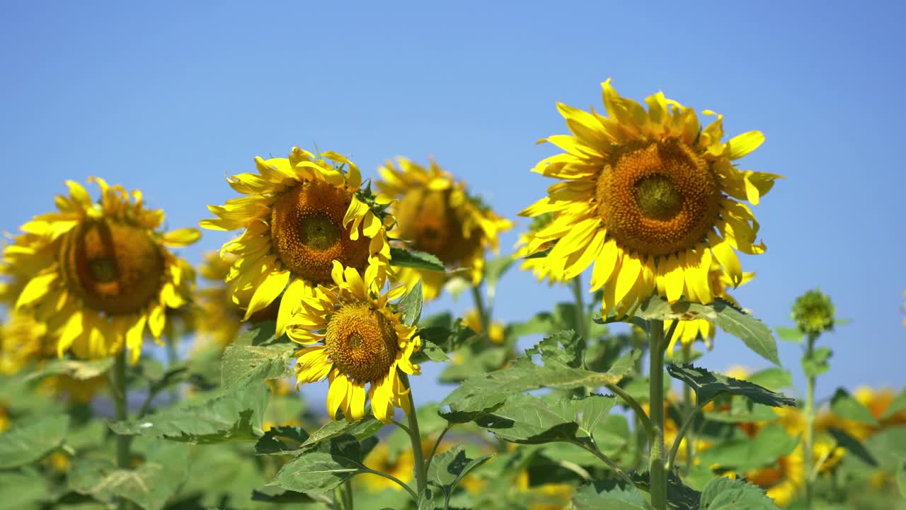 向日葵在夏天摇曳视频素材