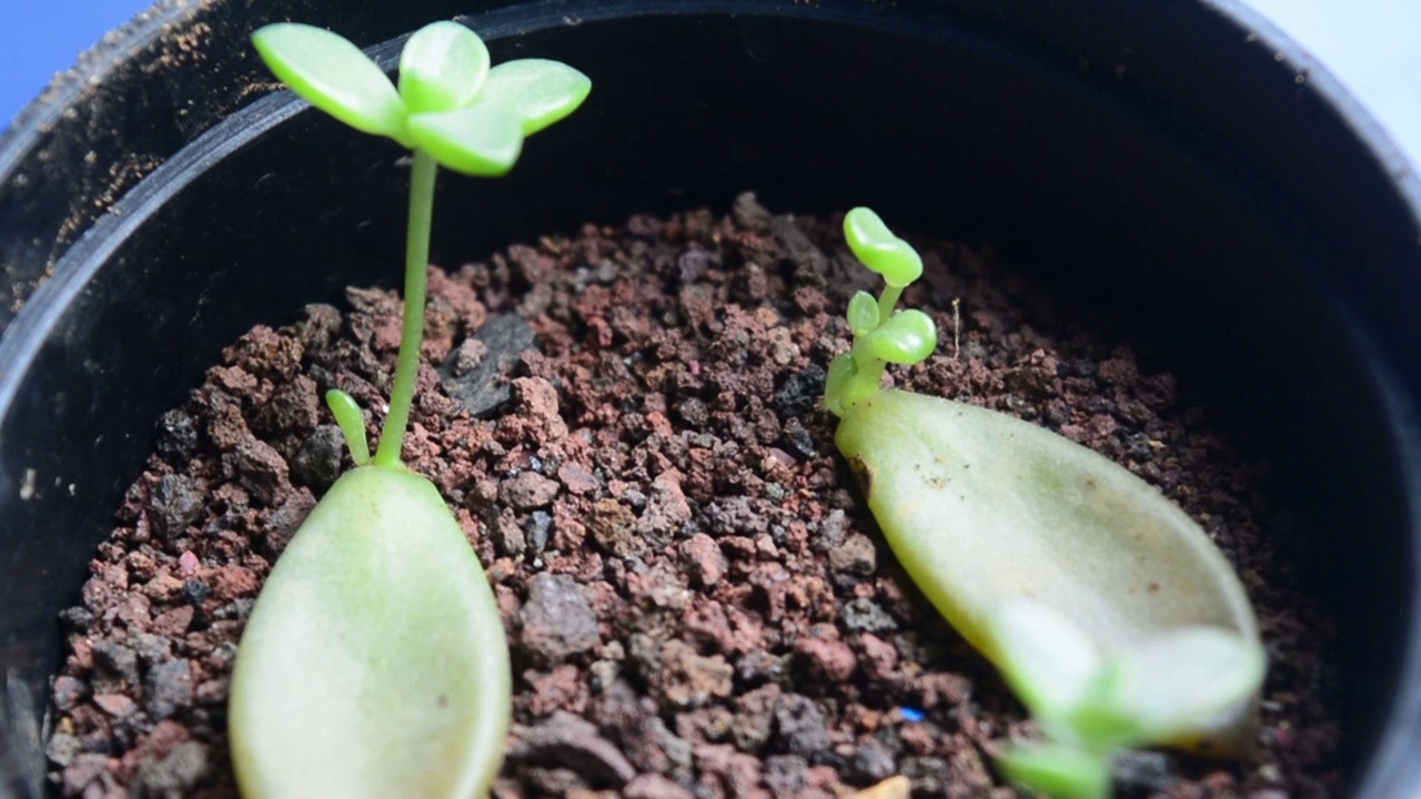 盆栽中的小型多肉植物特写视频素材