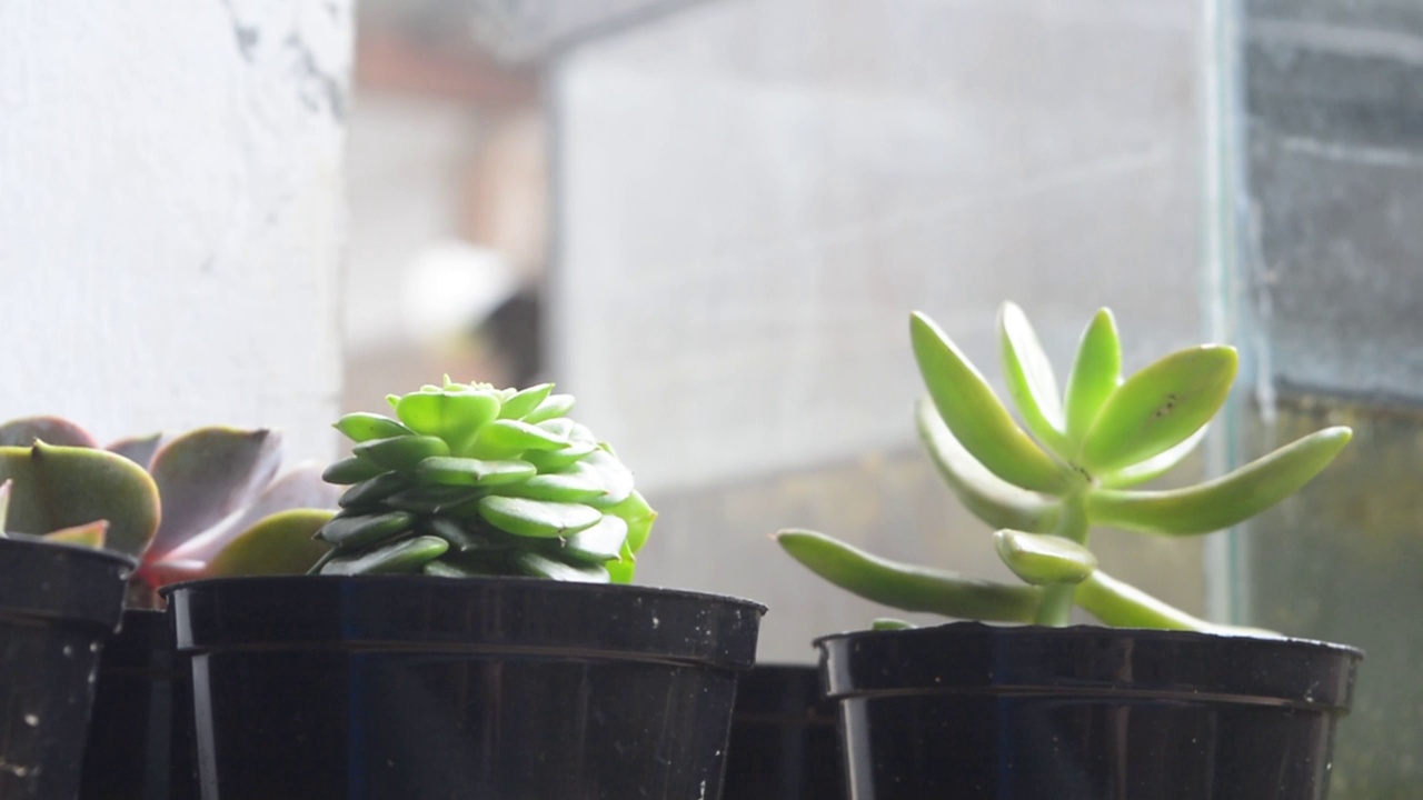 盆栽中的小型多肉植物特写视频素材