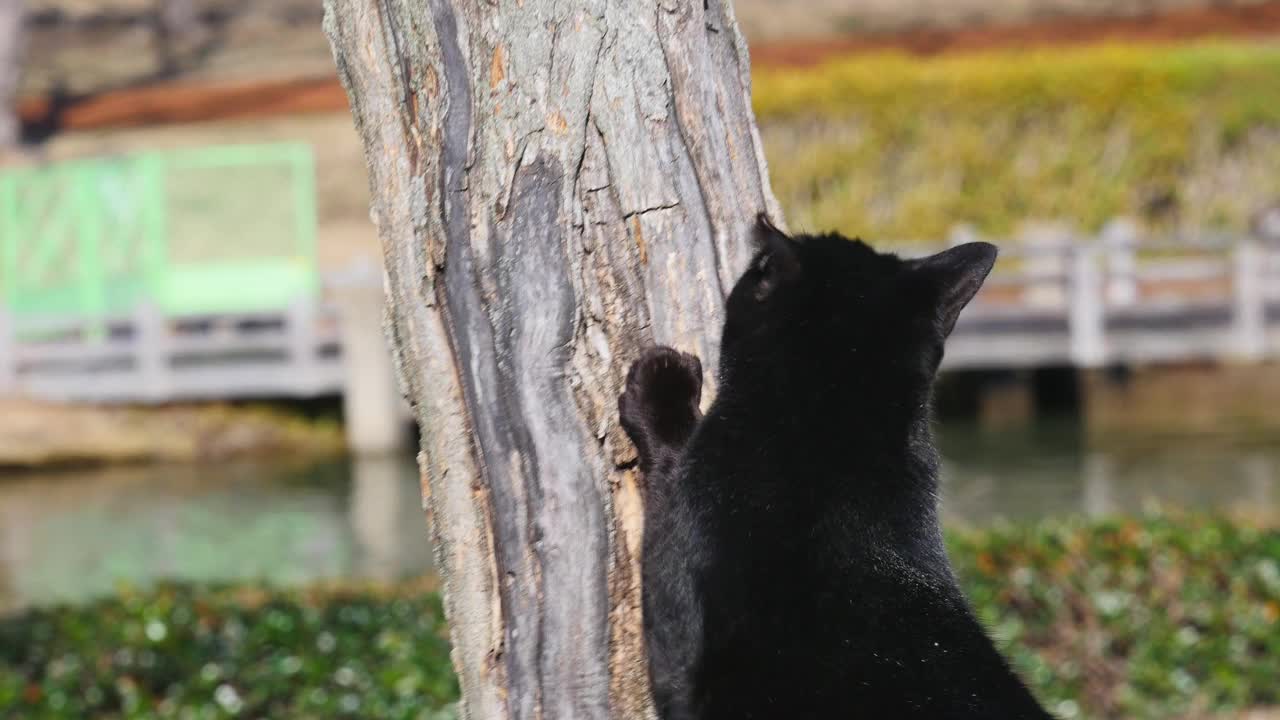 黑色流浪猫在阳光明媚的日子里抓树寻找安慰视频下载