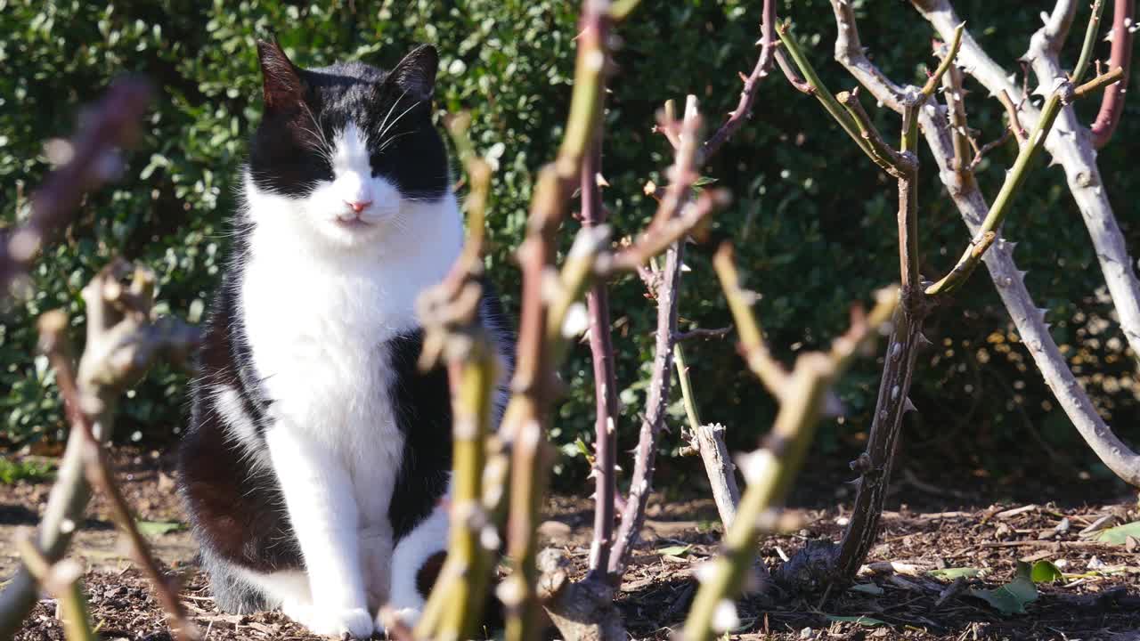 一只昏昏欲睡的黑白相间的流浪猫在阳光明媚的日子里坐在户外视频下载