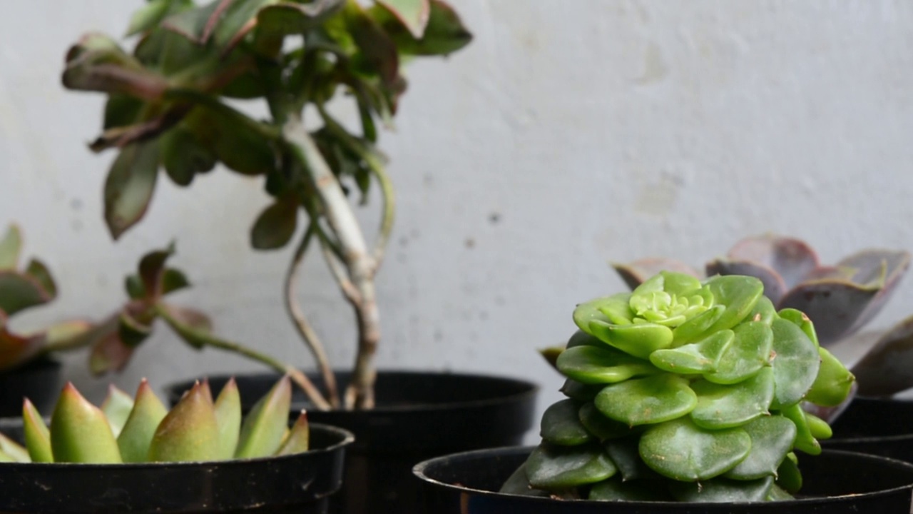 盆栽中的小型多肉植物特写视频素材