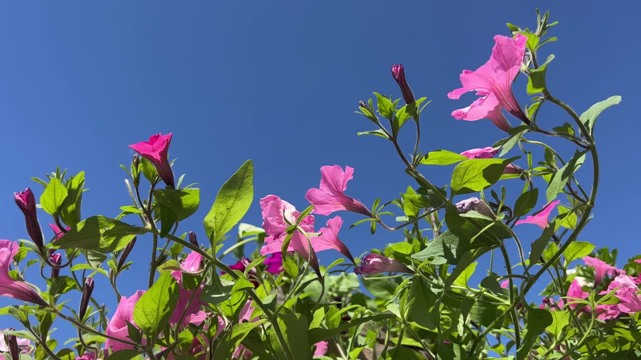 粉红色的牵牛花在蓝色的天空。视频素材