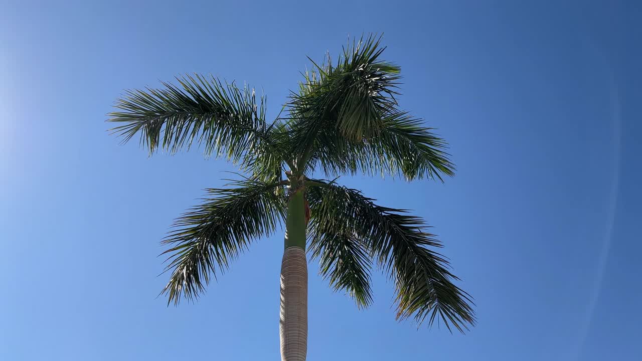 热带棕榈树随风摇曳，蓝天为背景。底部视图拍摄美丽的棕榈树在热带岛屿在暑假异国天堂。棕榈树映衬天空的景色。视频素材