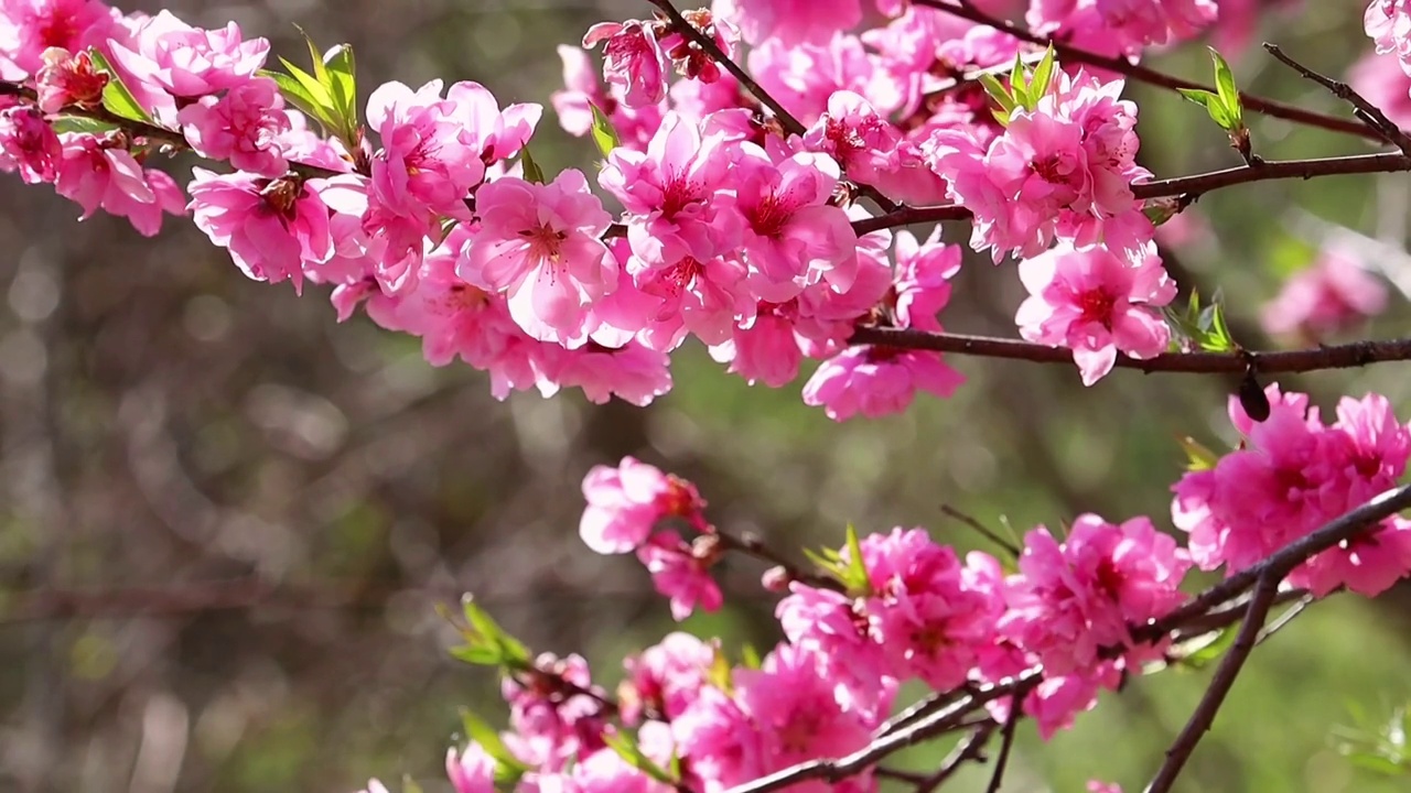 美丽的桃花在风中在日本花园视频素材