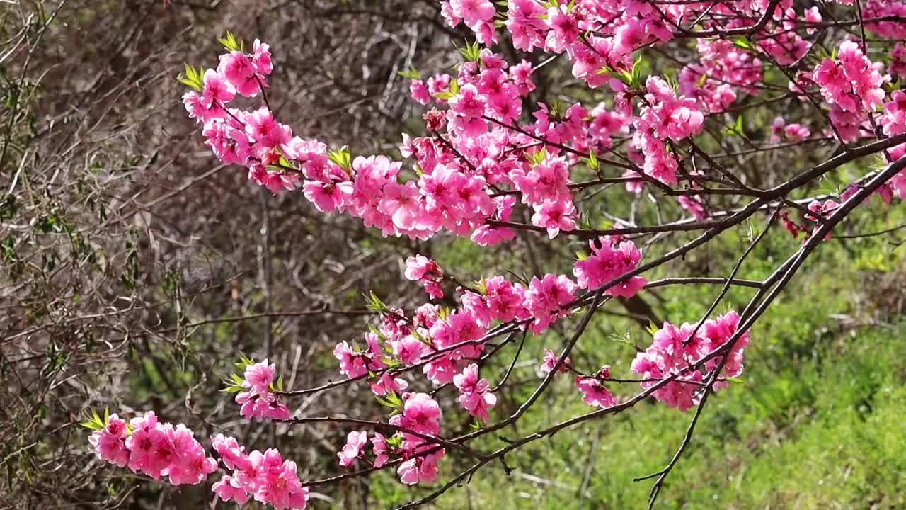 美丽的桃花在日本的风中视频素材