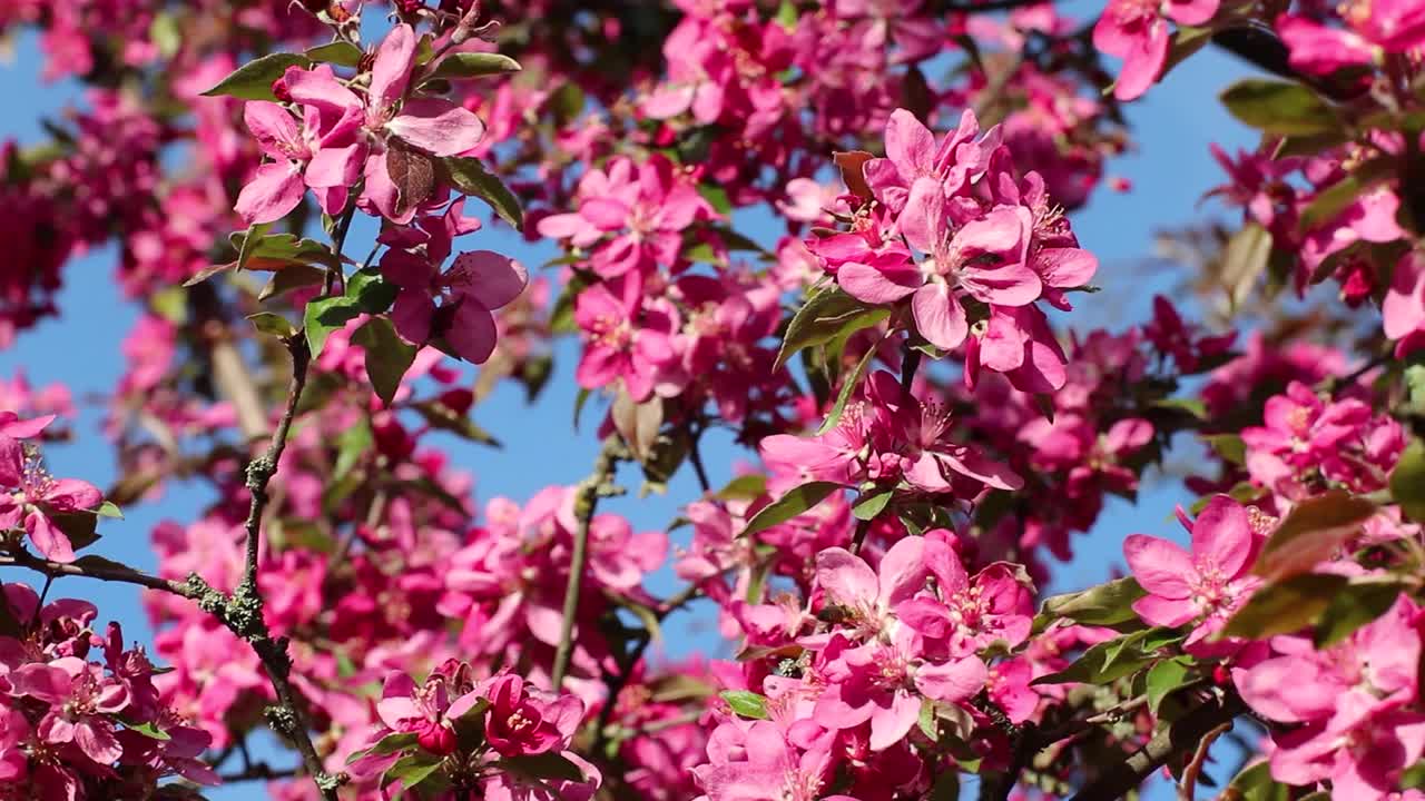 蓝色天空中的粉色苹果树花特写视频素材