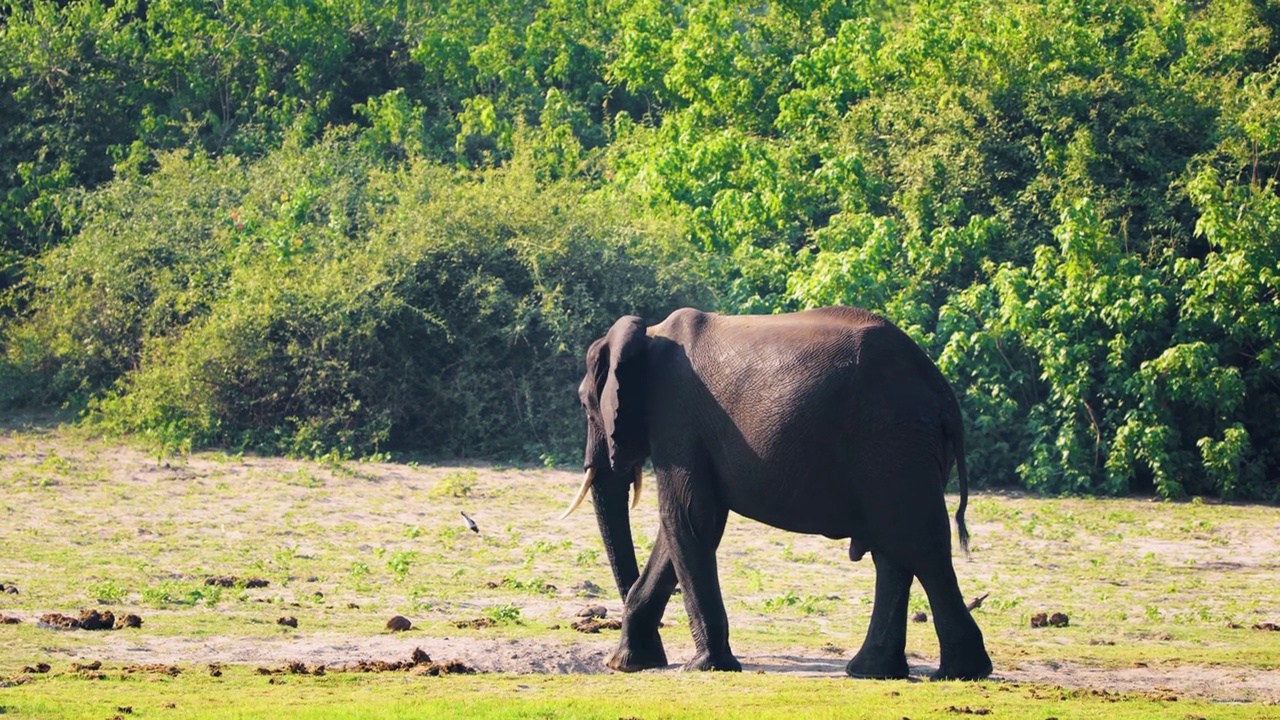 一只雄性非洲丛林象(Loxodonta africana)在繁殖季节行走的特写，博茨瓦纳非洲的乔贝国家公园视频素材