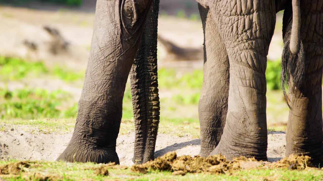 南非博茨瓦纳乔贝国家公园，非洲丛林象(Loxodonta africana)的躯干、象牙、腿和脚的特写视频素材